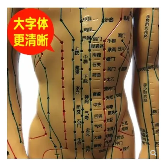 

Chinese acupuncture point diagram human model 50cm men and women model clear meridian small human acupuncture point model