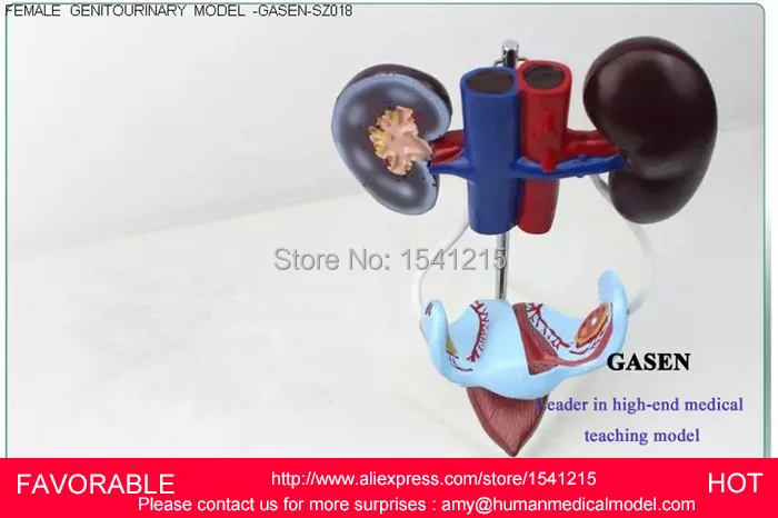 

FEMALE REPRODUCTIVE MODEL,FEMALE URINARY,HUMAN FEMALE URINARY SYSTEM MODEL,FEMALE GENITOURINARY SYSTEM ANATOMY MODEL-GASEN-SZ018