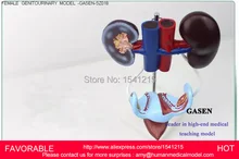 FEMALE REPRODUCTIVE MODEL,FEMALE URINARY,HUMAN FEMALE URINARY SYSTEM MODEL,FEMALE GENITOURINARY SYSTEM ANATOMY MODEL-GASEN-SZ018