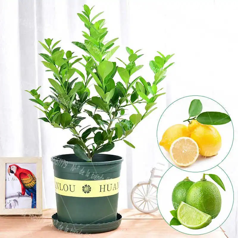 

10pcs/bag Edible Fruit Meyer Lemon Bonsai plants Exotic Citrus Bonsai Lemon Tree plant Fresh planting