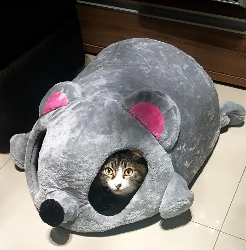 grey kitten bed