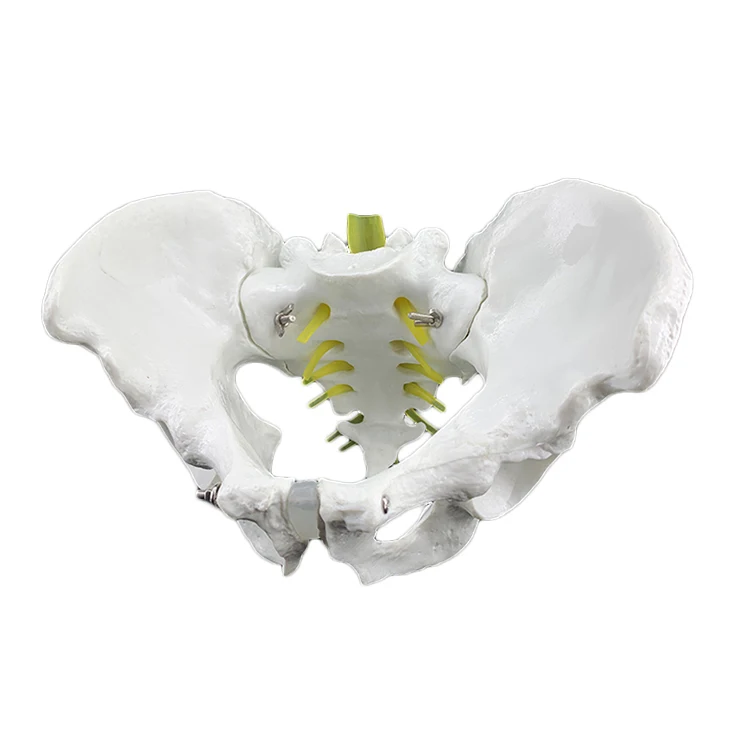 

19001 Natural Size Male Pelvis Model for Communication and Teaching
