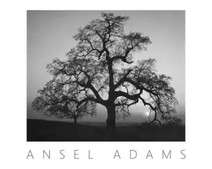 Affiche D Arbre Noir Et Blanc Impression Sur Toile Decoration Murale Moderne Picturexjdp 127 Aliexpress Affiche D Arbre Noir Et Blanc Impression Sur Toile Decoration Murale Moderne Picturexjdp 127 Aliexpress