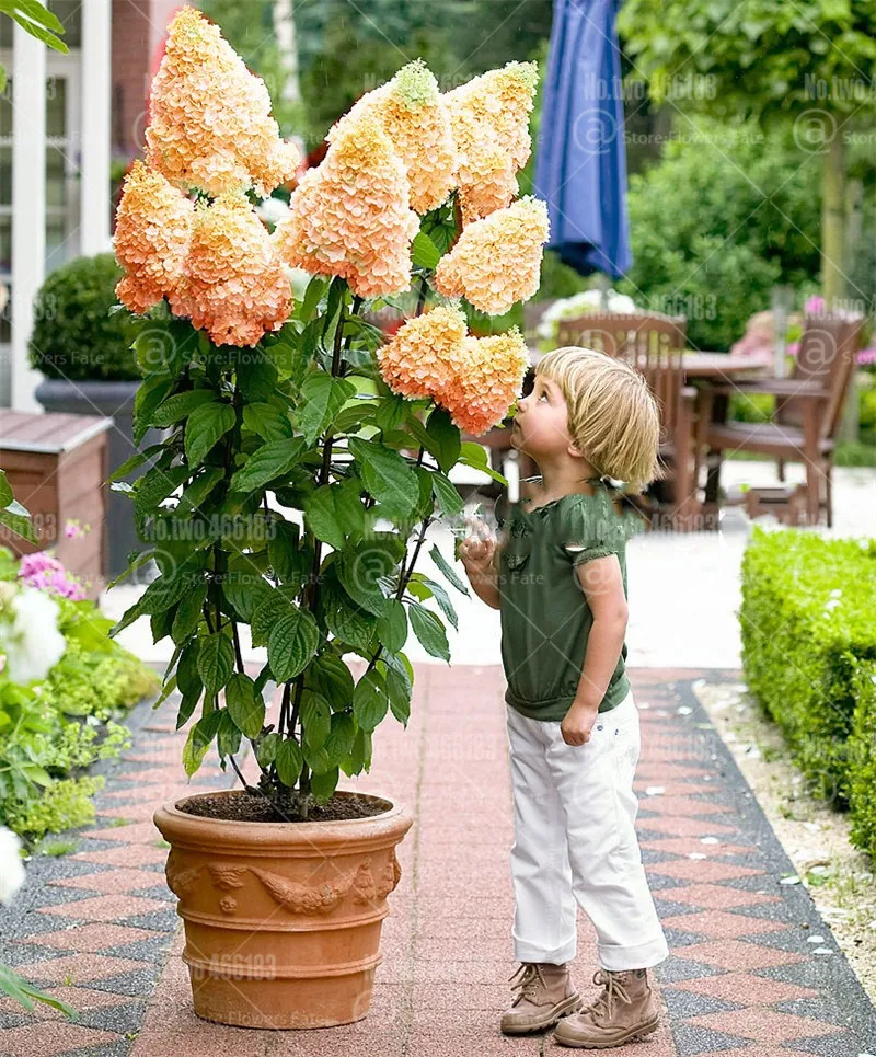 

20pcs Champagne Hydrangea Bonsai rare ice cream hydrangea flowers plantas perennial flowering potted plants garden decoration