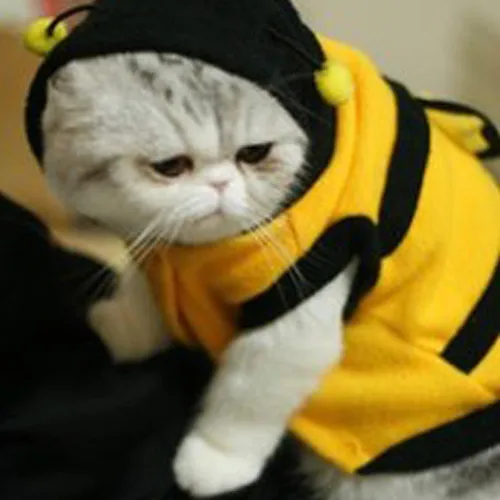 Горячее предложение! Распродажа! Кофта с капюшоном для домашнего животного одежда милая необычная одежда для щенков костюм кошка пальто наряд пчела стиль