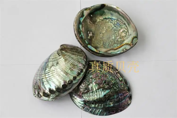 

Natural abalone paua shell mother of pearl polished shells for decoration home furnishing articles qch95 2pcs/lot