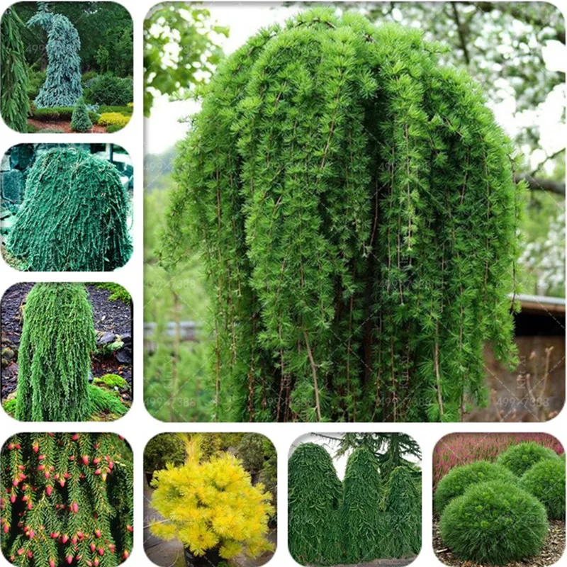 

30 Pcs Yellow/Blue/Green Climbing Spruce Bonsai Pine Tree Flores Rare Evergreen Colorado Flower Pot Planters For Home Garden