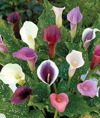100 Pcs Seeds Calla Lily Bonsai Room Flower Outdoor Indoor Plant Home Garden New 