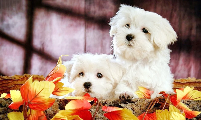 NEW 3D DIY Diamond Painting Cross Stitch Cute Pet White Dog Crystal Needlework Embroidery Full Square Decorative | Дом и сад