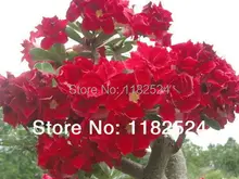 20 семена — свежий редкие » strawberrysunday » Adenium Obesum семена — бонсай семена
