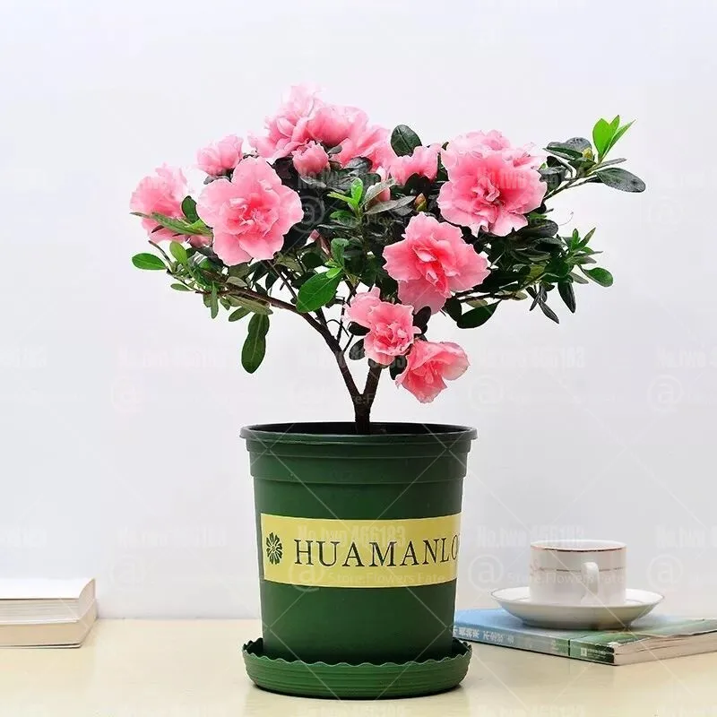2pcs Pink Gardenia Bulbs Bonsai Plants Cape Jasmine Flower