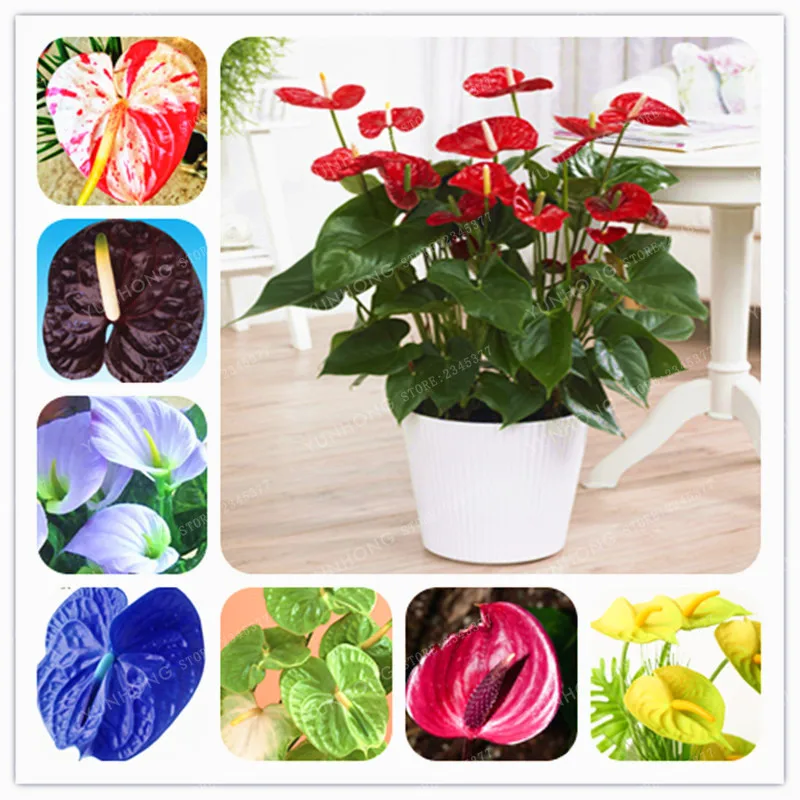 Rare Flower Anthurium  Seeds Balcony Potted Plant  Anthurium  