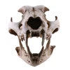 Resin Dog Canine Model Anatomy Skull Head Drawing School Figurine Decor Statues 2