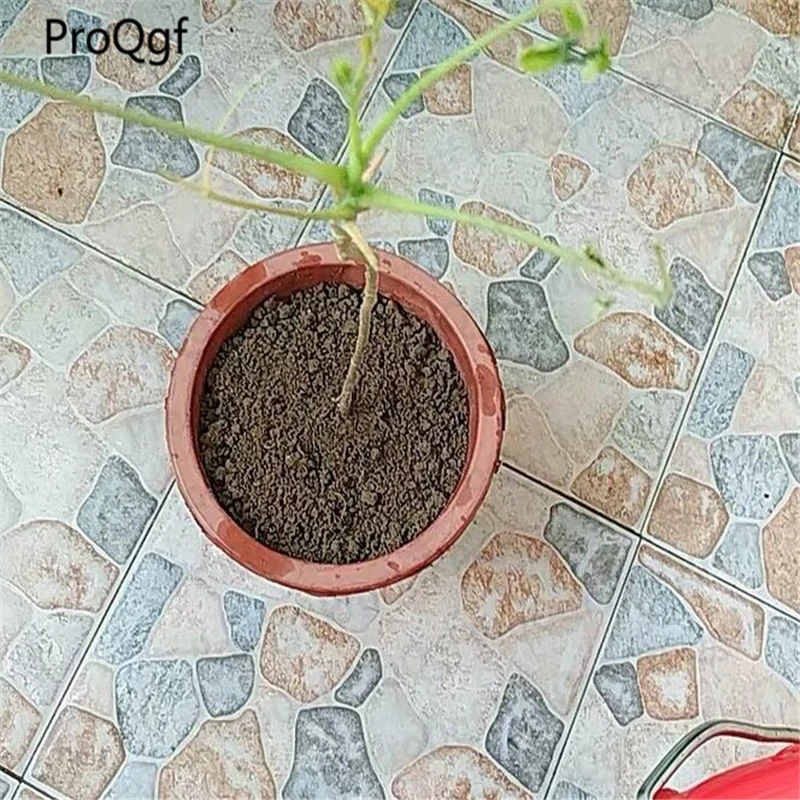 

3Pcs A Set Moringa Tree Moringa Oleifera Tree Drumstick Lamu plant
