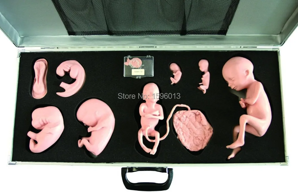 Улучшенный имитатор развития зародыша модель плода|model of human brain|model railroadmodels heels |