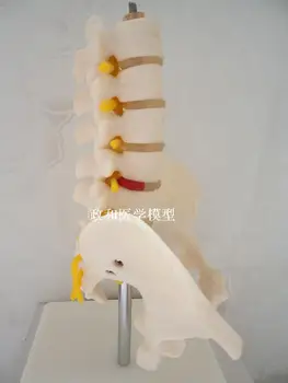 

Small lumbar spine skeleton model with pelvis intervertebral disc five lumbar spine with nerve orthopedics model