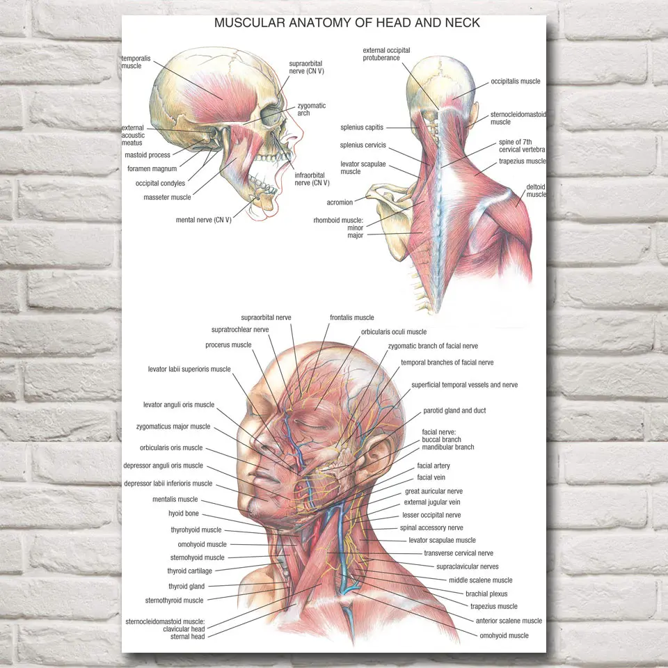 FOOCAME медицинская Анатомия мышцы голова шеи плакаты и принты шелковые художественные настенные картины украшения дома картины гостиной
