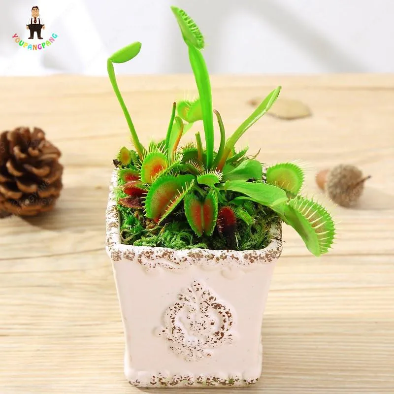 

100Pcs Potted Insectivorous Bonsai Plant Blue Dionaea Muscipula Carnivorous Plants Giant Clip Venus Flytrap Plantas Bonsais