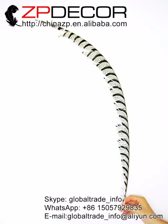 Natural ZEBRA Lady Amherst Pheasant Tail Feathers (21)