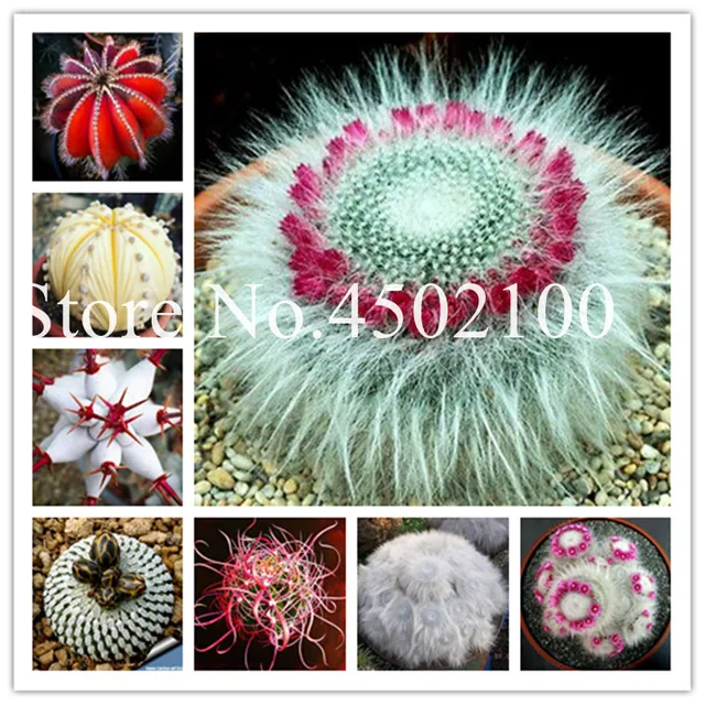 Semillas De Flores 200 pz Rare Della Miscela Fiore di Cactus Bonasai, Rare Litho Semillas De Flores 200 pz Rare Della Miscela Fiore di Cactus Bonasai, Rare Litho