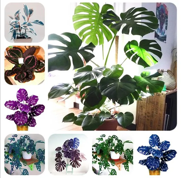 

100 Pcs/ bag Rare Palm Turtle Leaves Monstera Bonsai Outdoor Potted Plant Tree Bonsai Mix Home Perennial Foliage Plants Flower
