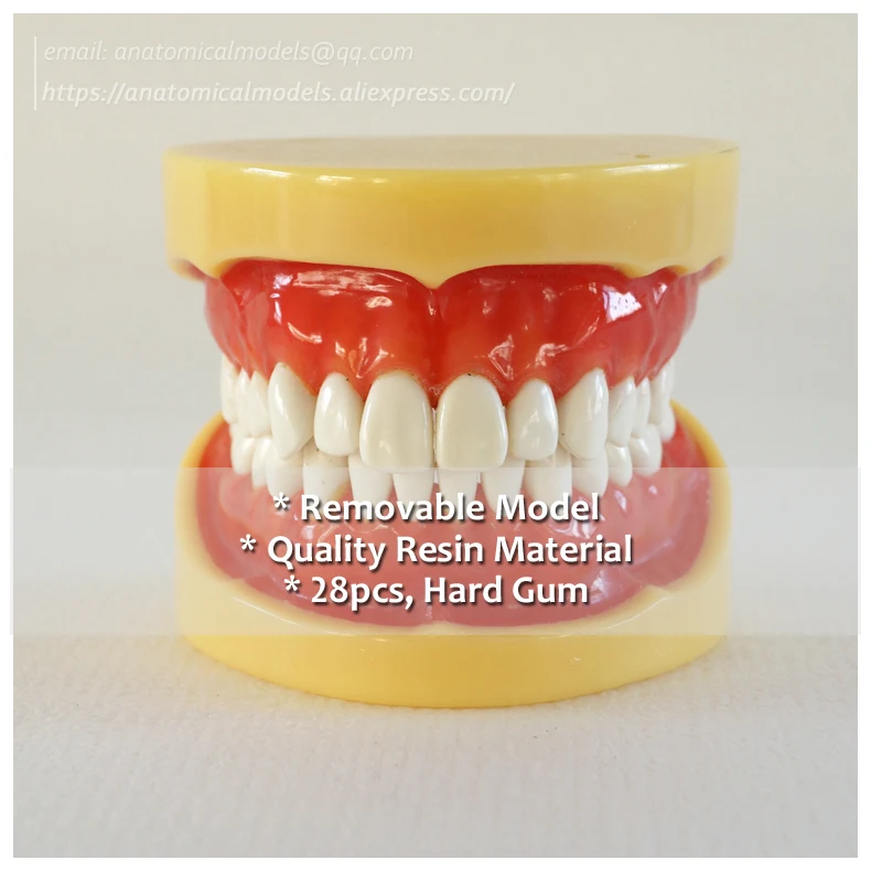 

No.13013, Hard Gum 28pcs Teeth Removable Teeth Model, Medical Science Educational Dental Teaching Models