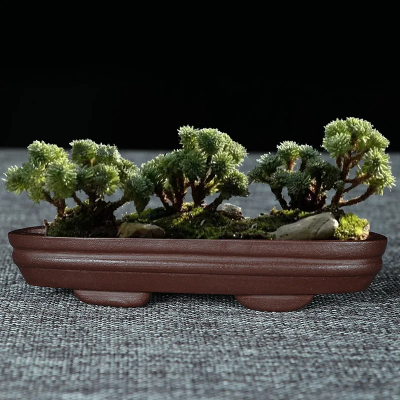 

Miniature Bonsai pot Unglaze glazed olive-shaped flowerpots basin China YiXing Bonsai pots Purple sand bonsaipot