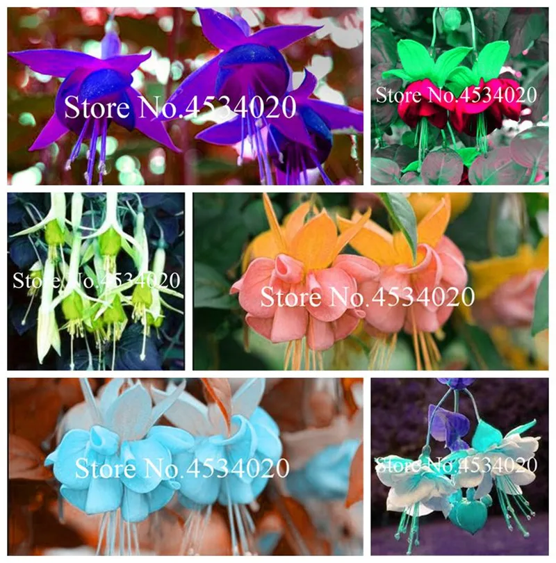 

Multicolor Fuchsia, Fuchsia Bonsai, Potted Flower Seedling Plants Hanging Fuchsia Flowers - 100Pcs Mini Bonsai Ornamental-plants