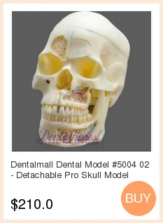 Dentalmall Стоматологическая модель#5004 02-Съемная профессиональная модель черепа