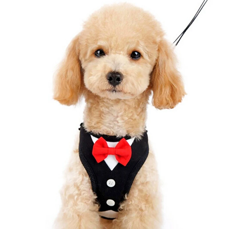 cute male dog harness