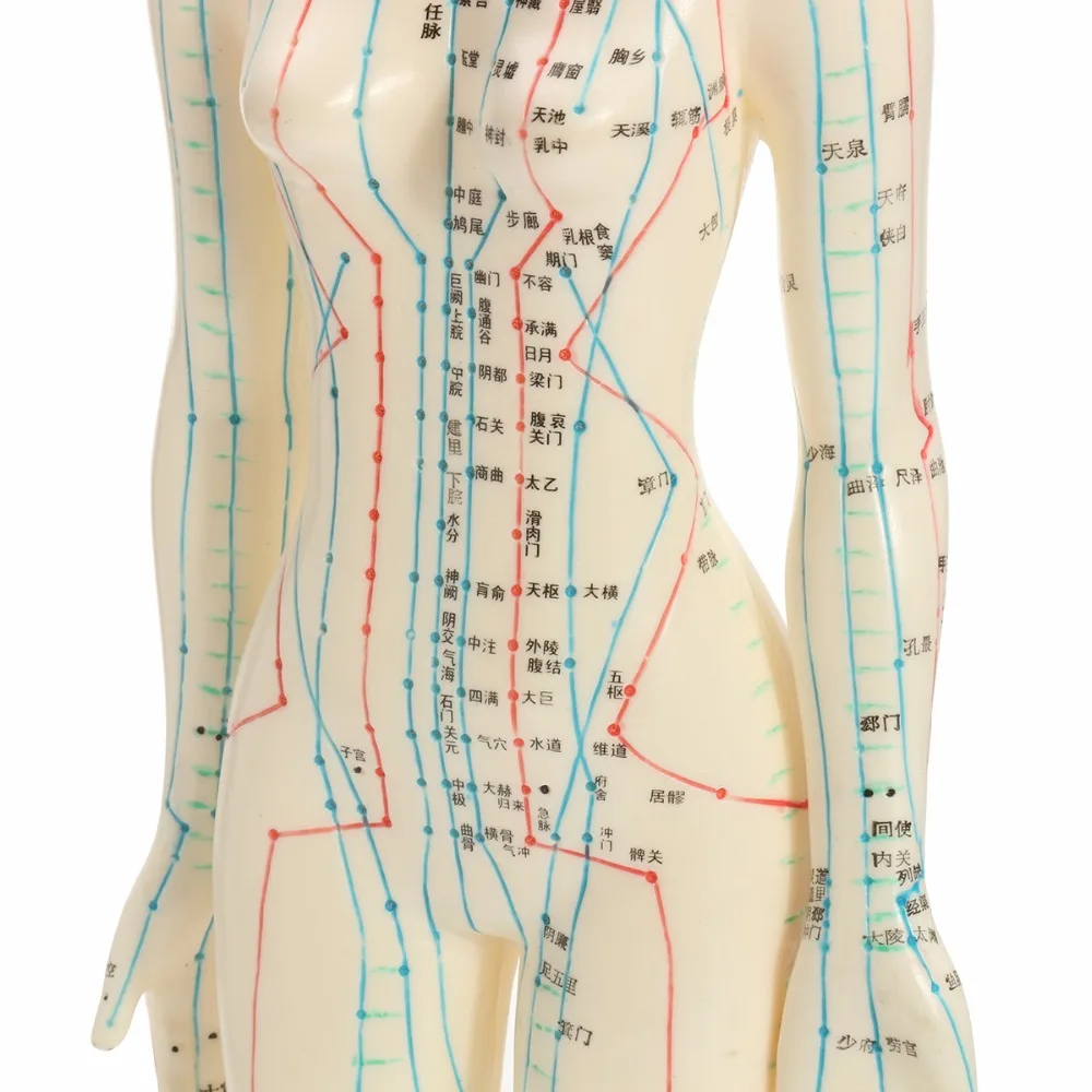 Человеческого тела иглоукалывание модель мужской женский меридианов технологическая карта модели книга база 48/50 см