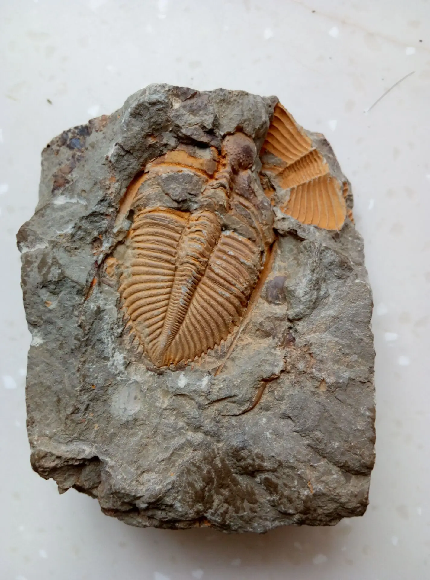 Fossil Golden Trilobite(coronocphalus jastrowi) на matrix rock