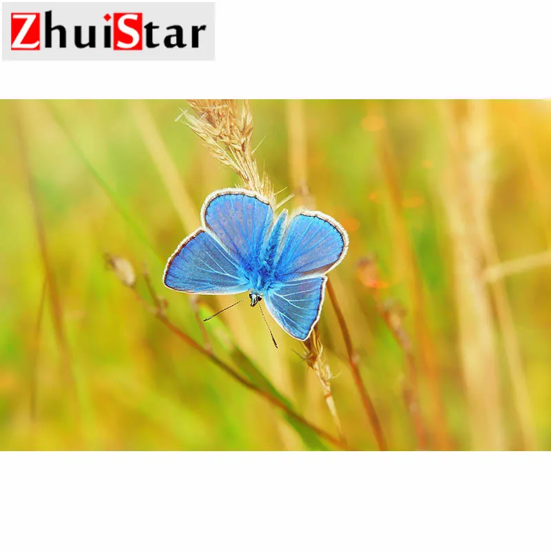 polyommatus-icarus-4140503_960_720