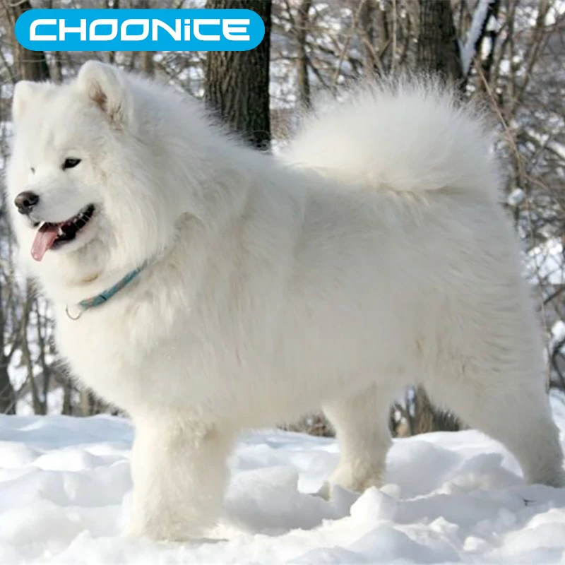 Самоед название породы. Самоедская лайка (самоед). Арктический шпиц самоед. Порода собак лайка самоед. Самоед название породы.