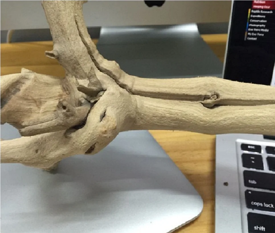 Natural Driftwood For Reptile Box Decoration Gecko Lizard Chameleon