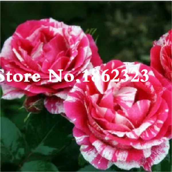 200pcs//Bag Rare Mixed Colors Rose Seeds Rainbow Rose Bonsai Flower Balcony Plant