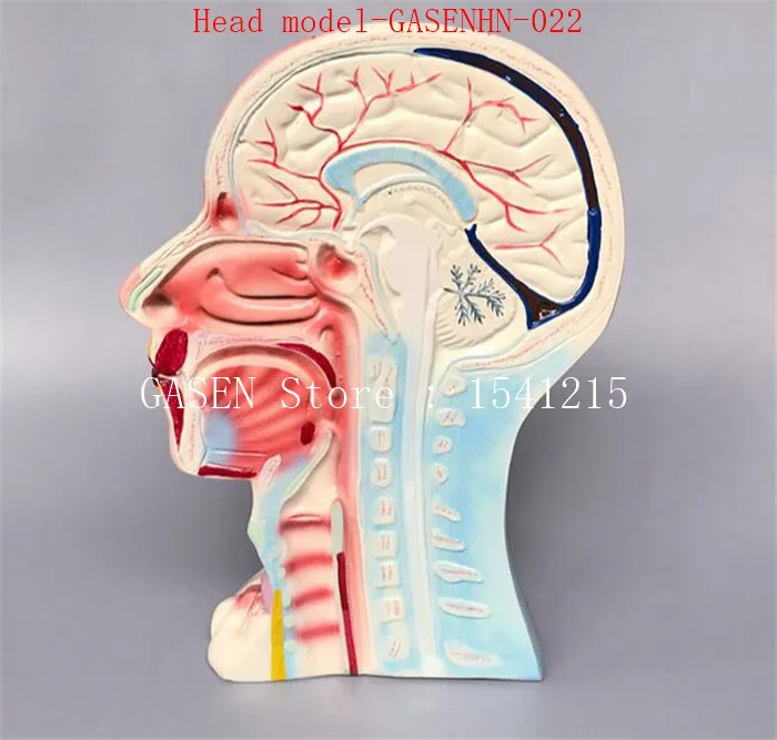 Анатомическая модель среднего и мышц шеи нерва Micro пластиковые красоты преподавания модель головы model-GASENHN-022