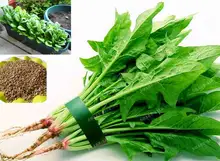 Heirloom Green Malabar Spinach Vegetable Seeds 100PCS Spinach Seeds Salad Leaves Good Taste Non-GMO Home Garden Plant