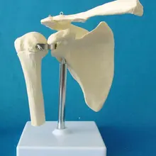 Анатомическая модель скелета плечевого сустава, медицинская научная образовательная учебная анатомическая модель