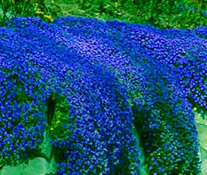 Большая распродажа! 100 шт./пакет Ползучая Тимьян бонсай или синем цветах рок gress сад-многолетние наземного покрова, цветок, естественный рост для дома gar - Цвет: 5