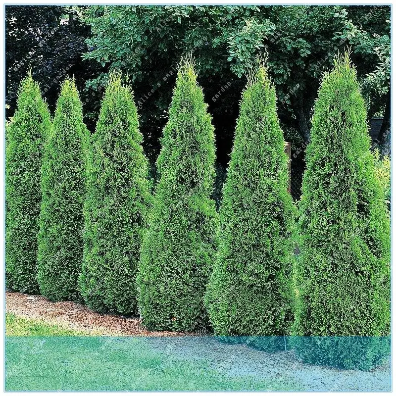 

ZLKING 50pcs/lot Cypress Trees Platycladus Orientalis Oriental Arborvitae Conifer Bonsai Tree Home Garden Plant