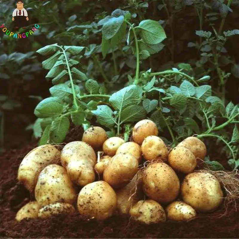 100pcs Giant Purple Potato plants Perennial Bonsai Tree Anti-wrinkle Vegetable planting For Home Garden 100pcs Giant Purple Potato plants Perennial Bonsai Tree Anti-wrinkle Vegetable planting For Home Garden