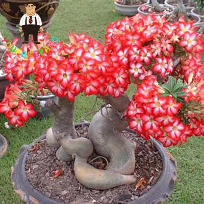 

2pcs New Arrival Rare Desert Rose bonsai Real Thailand Adenium Obesum plants Flower Planting Mini Tree Giant Flower