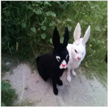 

WYZHY New Year Creative Gifts Simulation Fur Animal Simulation Rabbit Friends Children Gifts 43CMX40CM