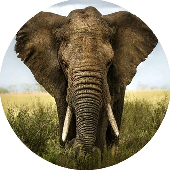 

2017New Southeast Asia Animal park Pattern beach Chiffon Fabric Blanket Diameter 1.5M Beach Soft touch Can be shawl Yoga