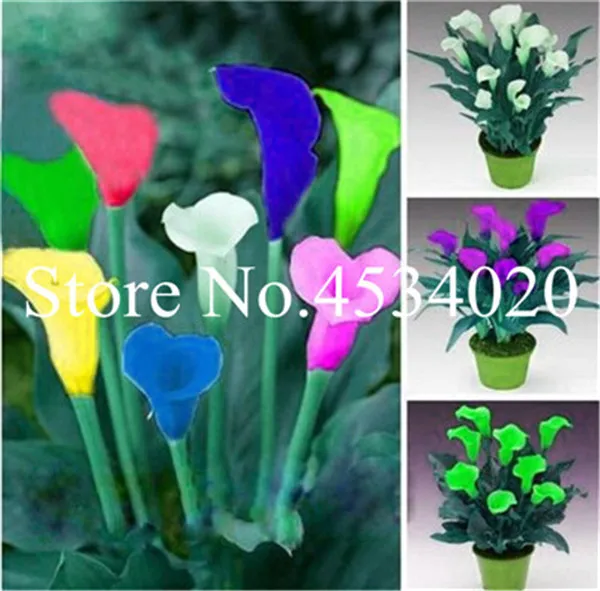 

200pc Rainbow calla lily Bonsai flower lily plant Rare exotic Flowers flores for Home gardening DIY easy grow best gift for wife