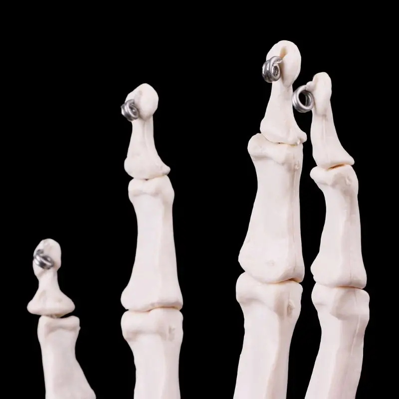 Модель сустава руки человека анатомическая модель скелета медицинский анатомический инструмент для исследования Размер жизни 12x25 см