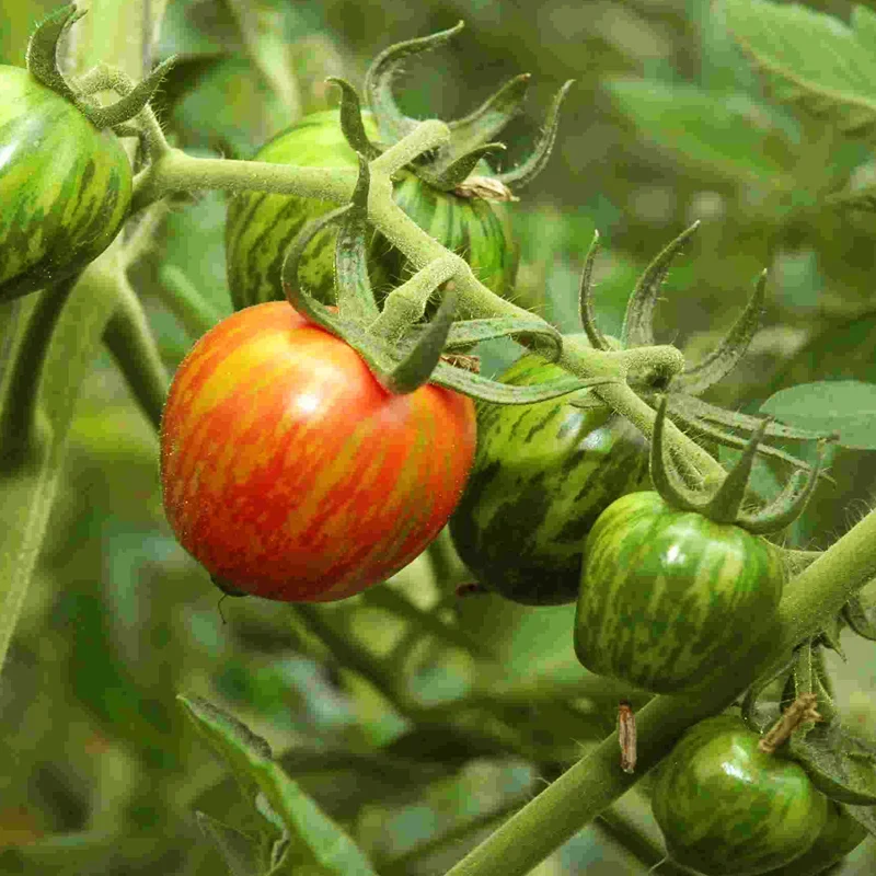 500seeds Flower ball tomato seeds Balcony Garden fruit Vegetables Seeds