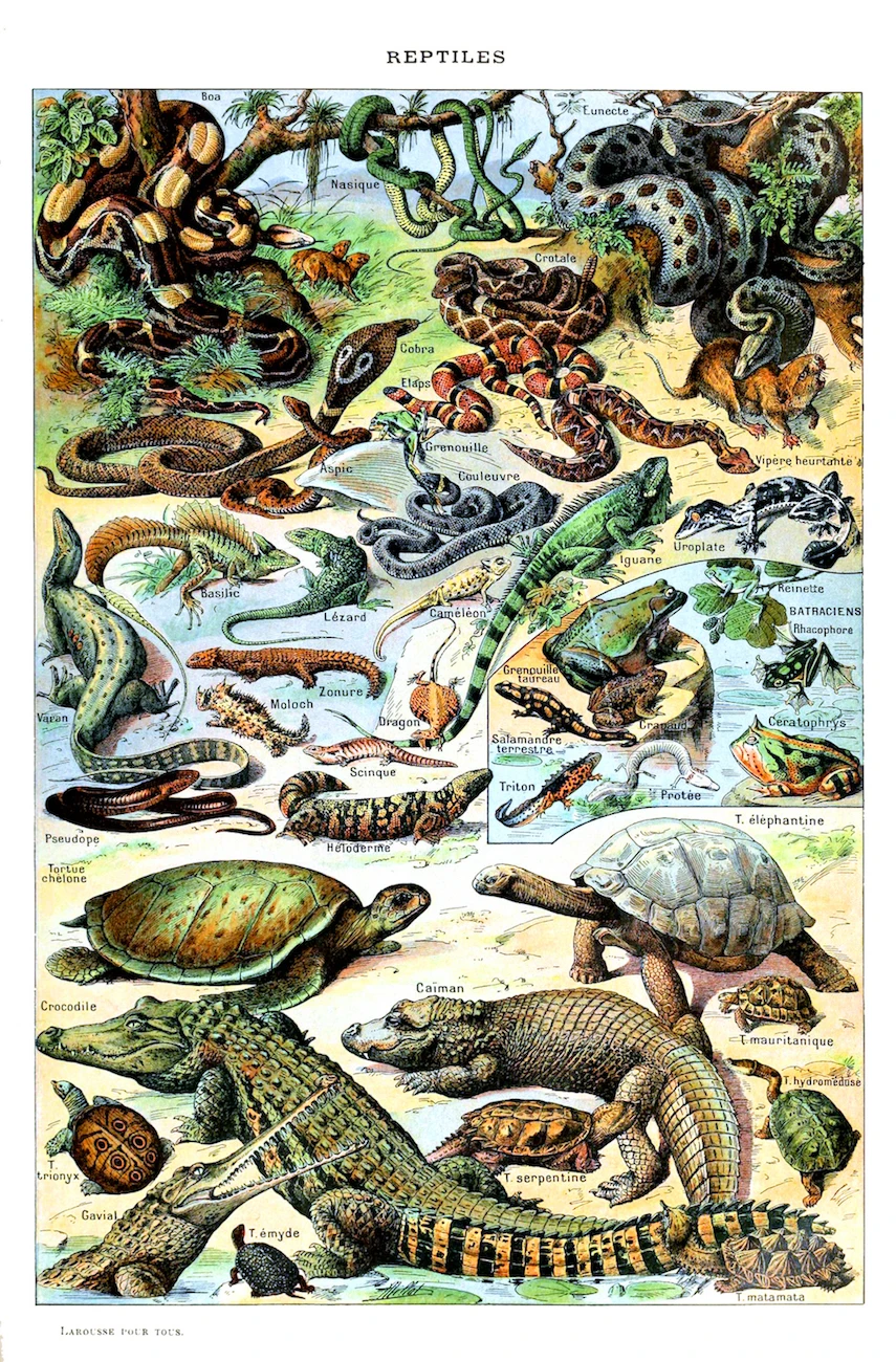 Vintage Adolphe Millot Encyclopedia Posters Reptiles Crayfish Fish Classic Canvas Paintings Wall Stickers Nursery Decor