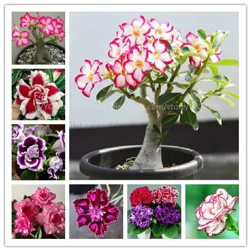 

20pcs True Desert Rose plants Exotic Adenium Obesum plants Flower Bonsai plants Air Purification Home Garden Potted Flowers